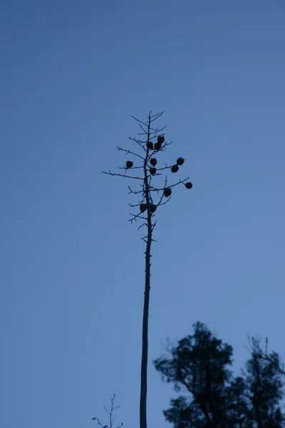 DSC_5548 (Large).JPG